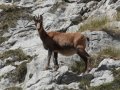 Cantabrische gems - Picos de Europa 2022