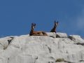 Cantabrische gemsen - Picos de Europa 2022