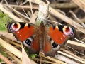 Dagpouwoog-Ackerdijkse-plassen-website