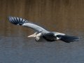 Reiger - Groeneveld/'t Woudt 2025