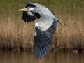 Reiger - Groeneveld/'t Woudt 2025